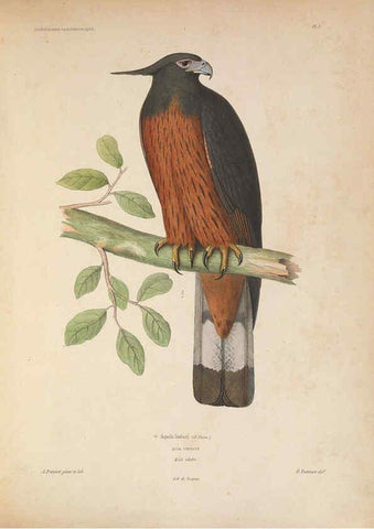 Reproducción/Reproduction 6120018279: Iconographie ornithologique Paris :Chez Friedrich Klincksieck [etc., etc.],1849 [i.e. 1845-1849] 