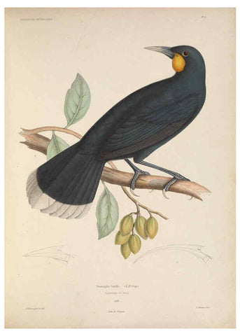 Reproducción/Reproduction 6120562130: Iconographie ornithologique Paris :Chez Friedrich Klincksieck [etc., etc.],1849 [i.e. 1845-1849] 