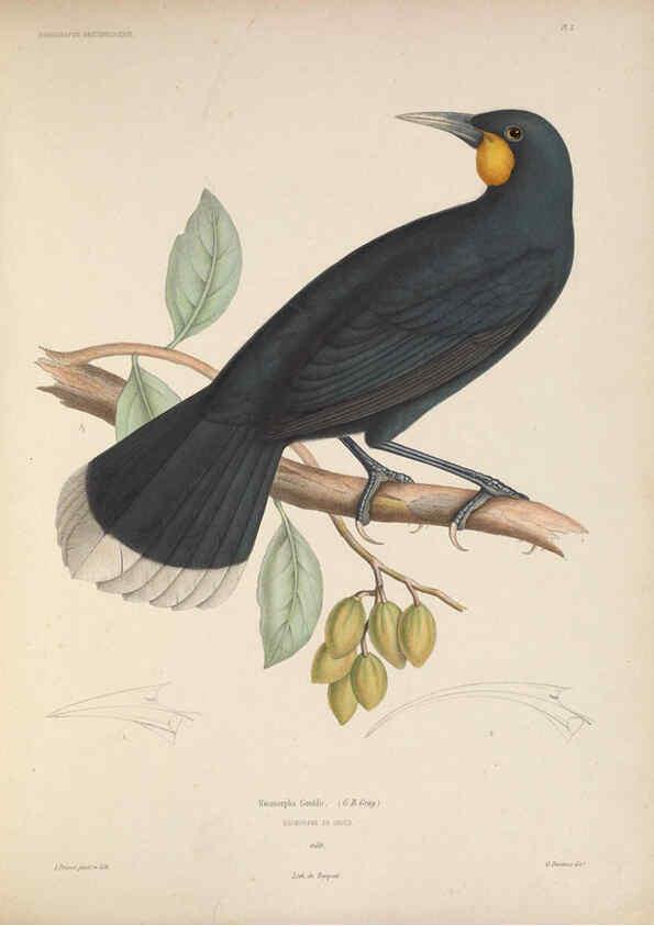 Reproducción/Reproduction 6120562130: Iconographie ornithologique Paris :Chez Friedrich Klincksieck [etc., etc.],1849 [i.e. 1845-1849] 