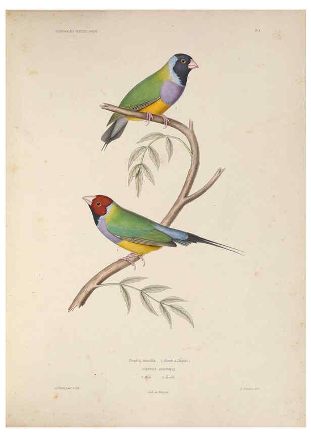 Reproducción/Reproduction 6120562484: Iconographie ornithologique Paris :Chez Friedrich Klincksieck [etc., etc.],1849 [i.e. 1845-1849] 