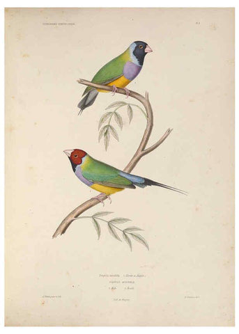 Reproducción/Reproduction 6120562484: Iconographie ornithologique Paris :Chez Friedrich Klincksieck [etc., etc.],1849 [i.e. 1845-1849] 
