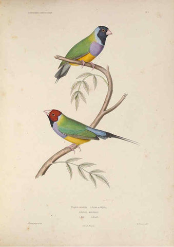 Reproducción/Reproduction 6120562484: Iconographie ornithologique Paris :Chez Friedrich Klincksieck [etc., etc.],1849 [i.e. 1845-1849] 