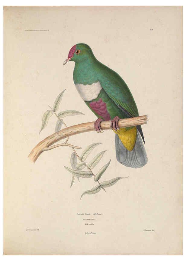 Reproducción/Reproduction 6120562764: Iconographie ornithologique Paris :Chez Friedrich Klincksieck [etc., etc.],1849 [i.e. 1845-1849] 