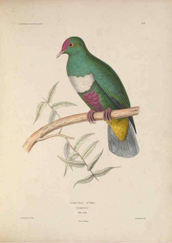 Reproducción/Reproduction 6120562764: Iconographie ornithologique Paris :Chez Friedrich Klincksieck [etc., etc.],1849 [i.e. 1845-1849] 