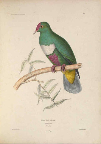 Reproducción/Reproduction 6120562764: Iconographie ornithologique Paris :Chez Friedrich Klincksieck [etc., etc.],1849 [i.e. 1845-1849] 