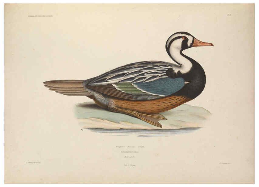 Reproducción/Reproduction 6120563086: Iconographie ornithologique Paris :Chez Friedrich Klincksieck [etc., etc.],1849 [i.e. 1845-1849] 