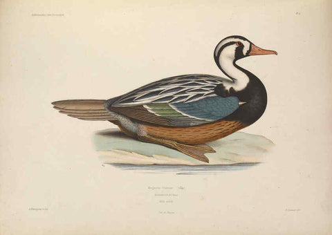 Reproducción/Reproduction 6120563086: Iconographie ornithologique Paris :Chez Friedrich Klincksieck [etc., etc.],1849 [i.e. 1845-1849] 