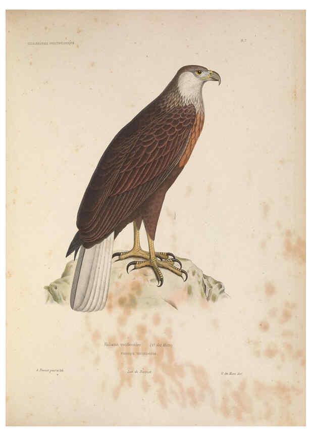 Reproducción/Reproduction 6120020107: Iconographie ornithologique Paris :Chez Friedrich Klincksieck [etc., etc.],1849 [i.e. 1845-1849] 
