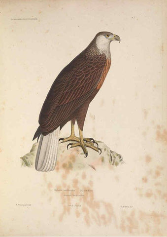 Reproducción/Reproduction 6120020107: Iconographie ornithologique Paris :Chez Friedrich Klincksieck [etc., etc.],1849 [i.e. 1845-1849] 