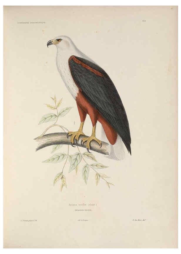 Reproducción/Reproduction 6120020333: Iconographie ornithologique Paris :Chez Friedrich Klincksieck [etc., etc.],1849 [i.e. 1845-1849] 