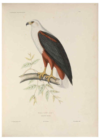 Reproducción/Reproduction 6120020333: Iconographie ornithologique Paris :Chez Friedrich Klincksieck [etc., etc.],1849 [i.e. 1845-1849] 