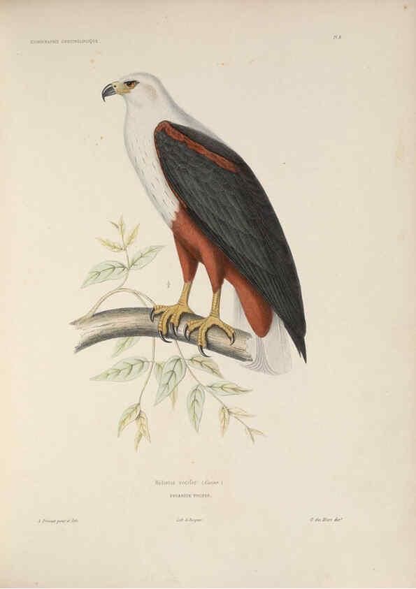 Reproducción/Reproduction 6120020333: Iconographie ornithologique Paris :Chez Friedrich Klincksieck [etc., etc.],1849 [i.e. 1845-1849] 