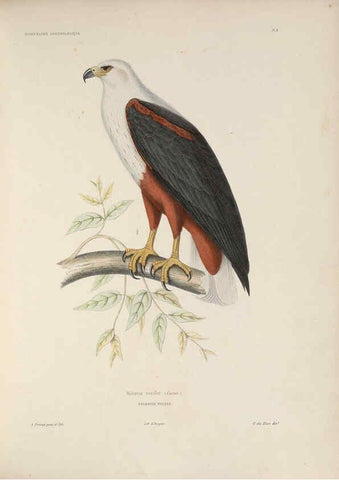 Reproducción/Reproduction 6120020333: Iconographie ornithologique Paris :Chez Friedrich Klincksieck [etc., etc.],1849 [i.e. 1845-1849] 