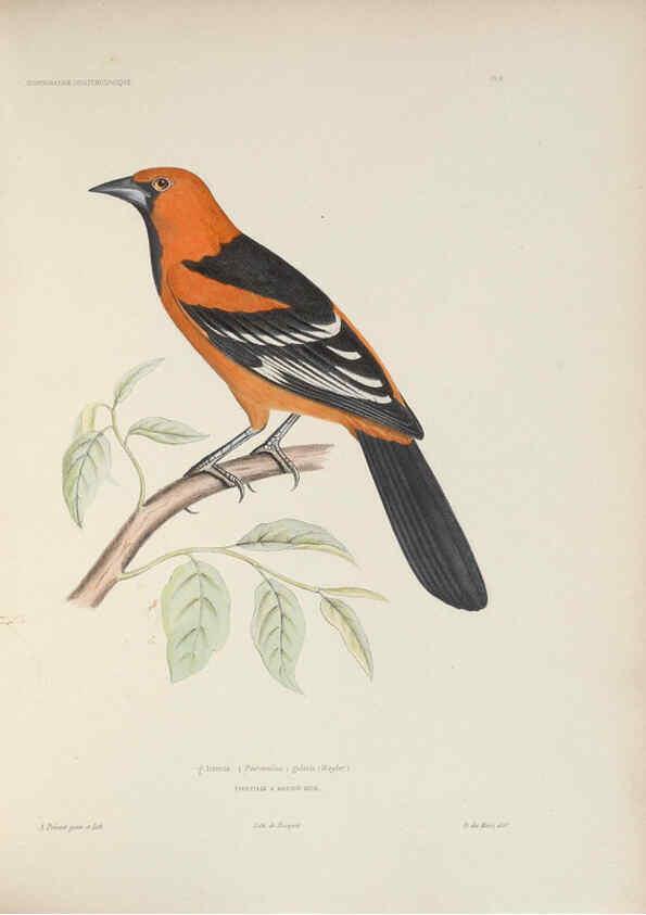 Reproducción/Reproduction 6120564112: Iconographie ornithologique Paris :Chez Friedrich Klincksieck [etc., etc.],1849 [i.e. 1845-1849] 