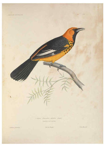 Reproducción/Reproduction 6120564462: Iconographie ornithologique Paris :Chez Friedrich Klincksieck [etc., etc.],1849 [i.e. 1845-1849] 
