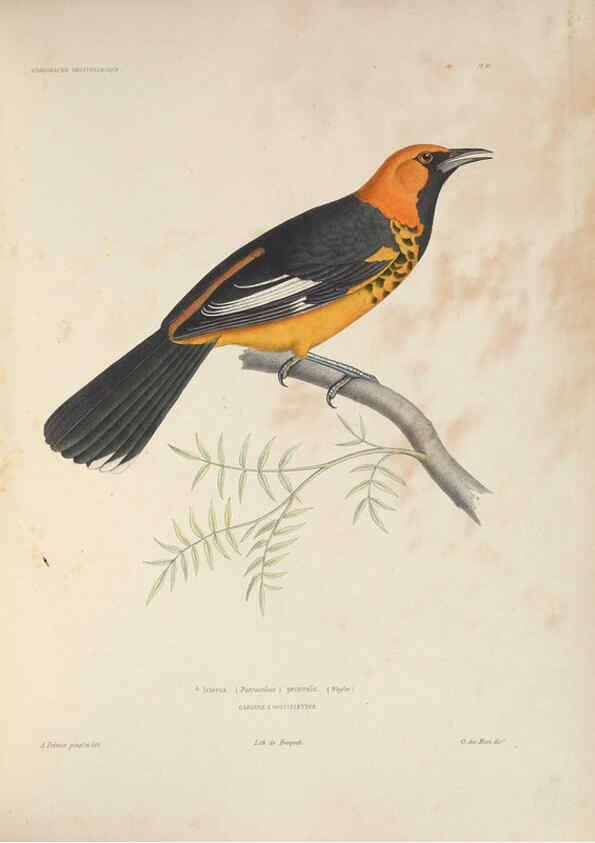 Reproducción/Reproduction 6120564462: Iconographie ornithologique Paris :Chez Friedrich Klincksieck [etc., etc.],1849 [i.e. 1845-1849] 