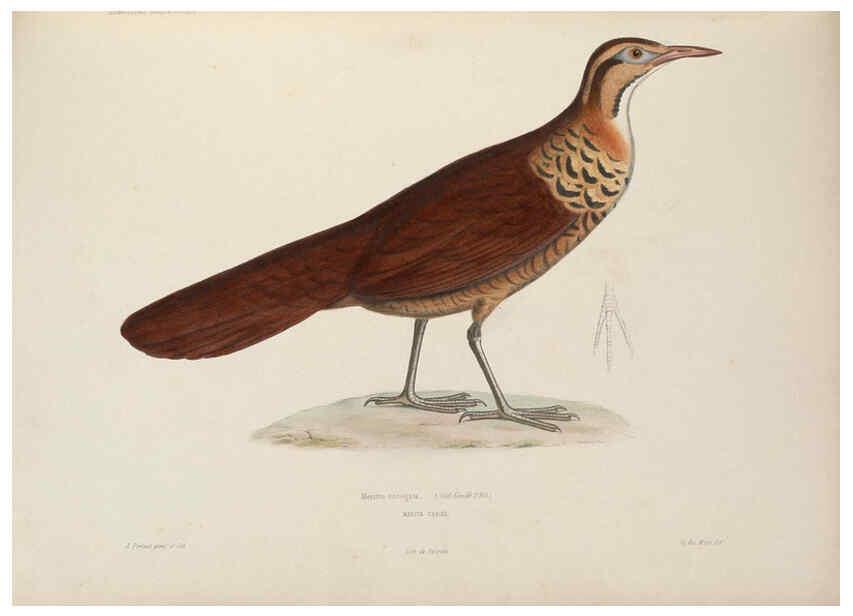 Reproducción/Reproduction 6120021185: Iconographie ornithologique Paris :Chez Friedrich Klincksieck [etc., etc.],1849 [i.e. 1845-1849] 
