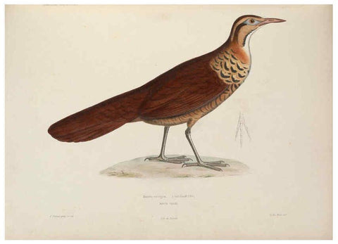 Reproducción/Reproduction 6120021185: Iconographie ornithologique Paris :Chez Friedrich Klincksieck [etc., etc.],1849 [i.e. 1845-1849] 