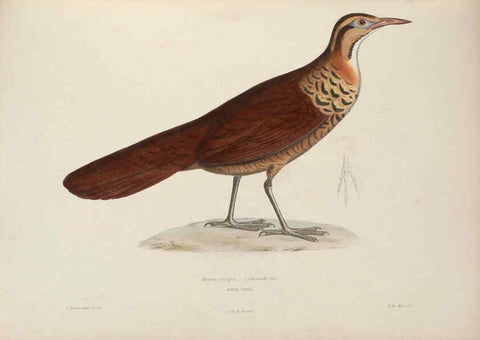 Reproducción/Reproduction 6120021185: Iconographie ornithologique Paris :Chez Friedrich Klincksieck [etc., etc.],1849 [i.e. 1845-1849] 