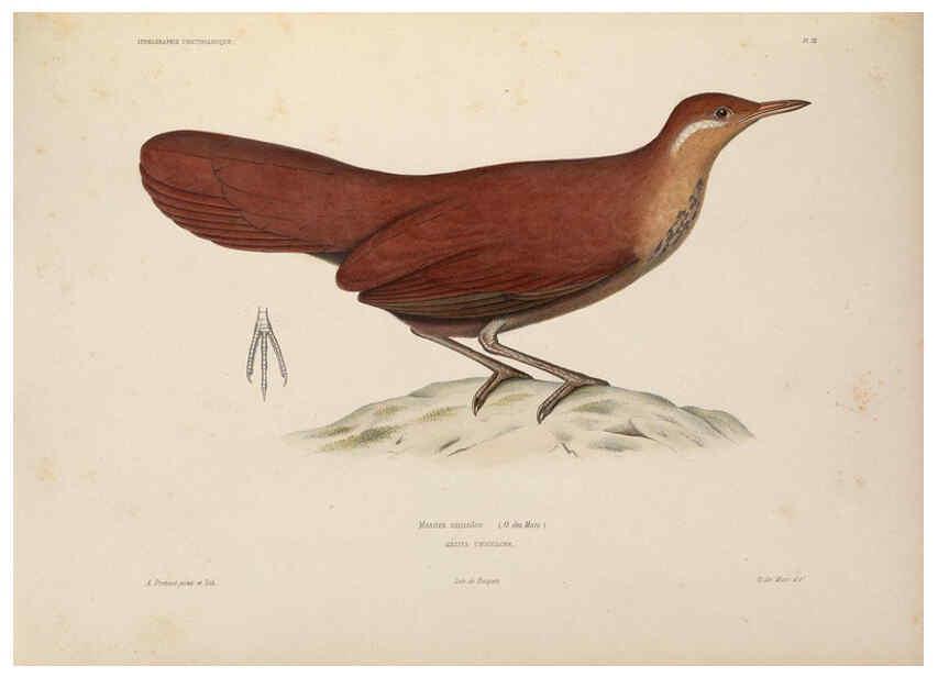 Reproducción/Reproduction 6120564984: Iconographie ornithologique Paris :Chez Friedrich Klincksieck [etc., etc.],1849 [i.e. 1845-1849] 
