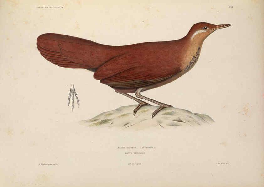 Reproducción/Reproduction 6120564984: Iconographie ornithologique Paris :Chez Friedrich Klincksieck [etc., etc.],1849 [i.e. 1845-1849] 