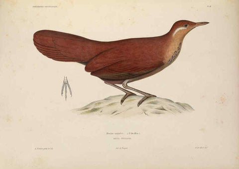 Reproducción/Reproduction 6120564984: Iconographie ornithologique Paris :Chez Friedrich Klincksieck [etc., etc.],1849 [i.e. 1845-1849] 