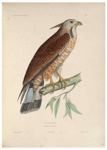 Reproducción/Reproduction 6120565378: Iconographie ornithologique Paris :Chez Friedrich Klincksieck [etc., etc.],1849 [i.e. 1845-1849] 