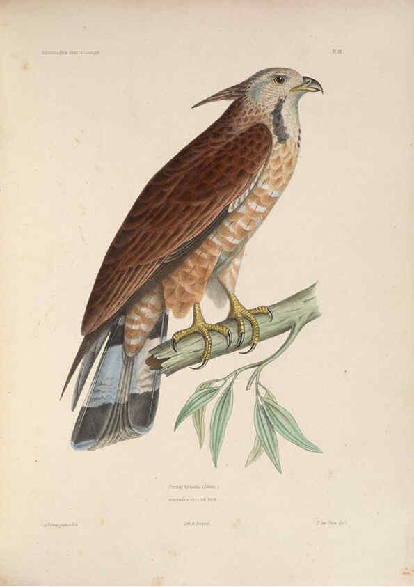 Reproducción/Reproduction 6120565378: Iconographie ornithologique Paris :Chez Friedrich Klincksieck [etc., etc.],1849 [i.e. 1845-1849] 