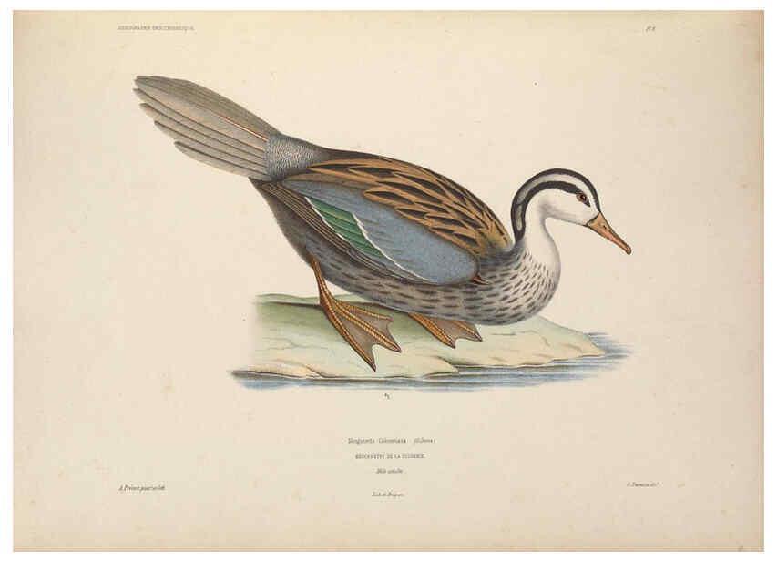 Reproducción/Reproduction 6120563406: Iconographie ornithologique Paris :Chez Friedrich Klincksieck [etc., etc.],1849 [i.e. 1845-1849] 