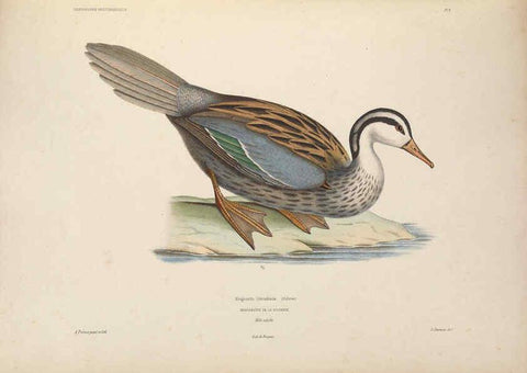 Reproducción/Reproduction 6120563406: Iconographie ornithologique Paris :Chez Friedrich Klincksieck [etc., etc.],1849 [i.e. 1845-1849] 