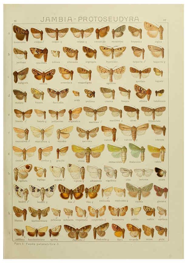 Reproducción/Reproduction 6119686563: The Macrolepidoptera of the world. v.3. plates Stuttgart,Seitz'schen (Kernen),1906-1933