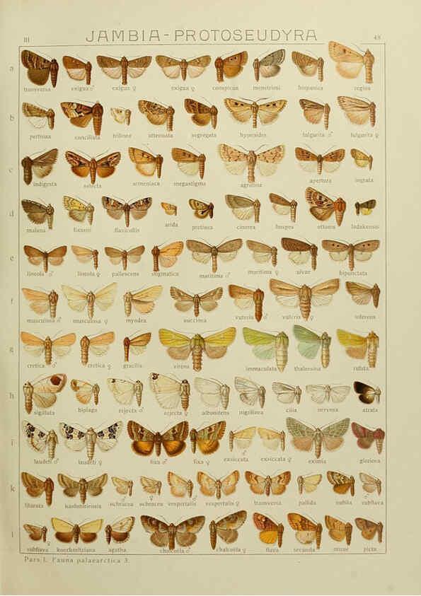 Reproducción/Reproduction 6119686563: The Macrolepidoptera of the world. v.3. plates Stuttgart,Seitz'schen (Kernen),1906-1933