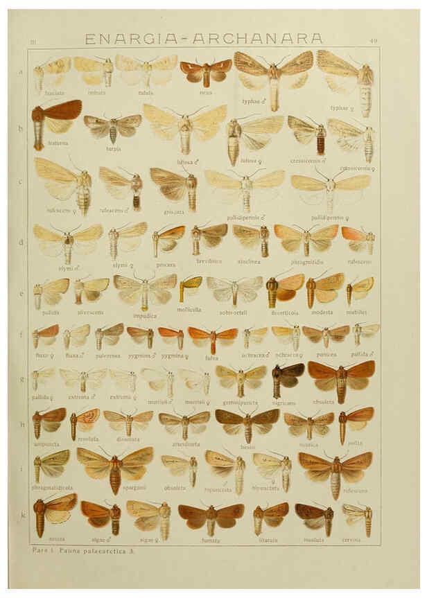 Reproducción/Reproduction 6119686721: The Macrolepidoptera of the world. v.3. plates Stuttgart,Seitz'schen (Kernen),1906-1933