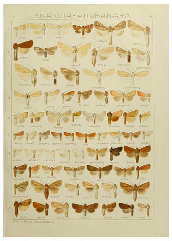 Reproducción/Reproduction 6119686721: The Macrolepidoptera of the world. v.3. plates Stuttgart,Seitz'schen (Kernen),1906-1933