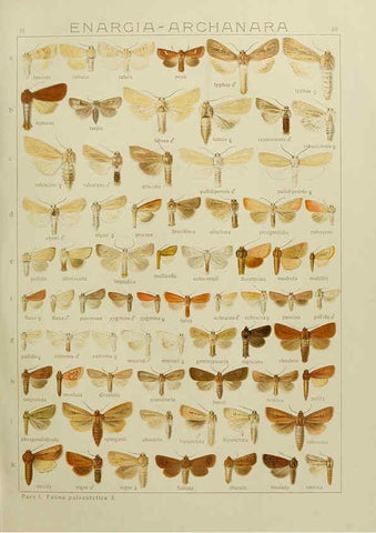 Reproducción/Reproduction 6119686721: The Macrolepidoptera of the world. v.3. plates Stuttgart,Seitz'schen (Kernen),1906-1933