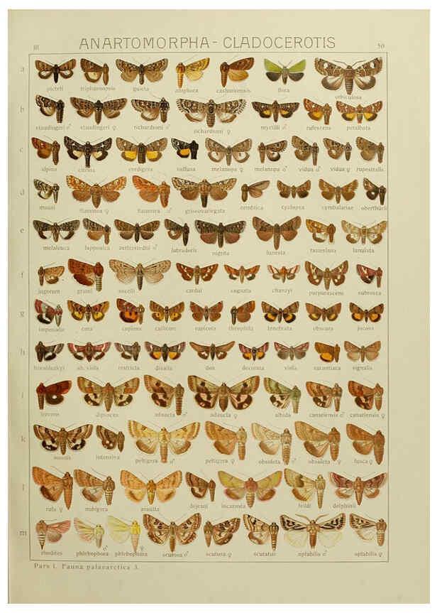 Reproducción/Reproduction 6119686875: The Macrolepidoptera of the world. v.3. plates Stuttgart,Seitz'schen (Kernen),1906-1933