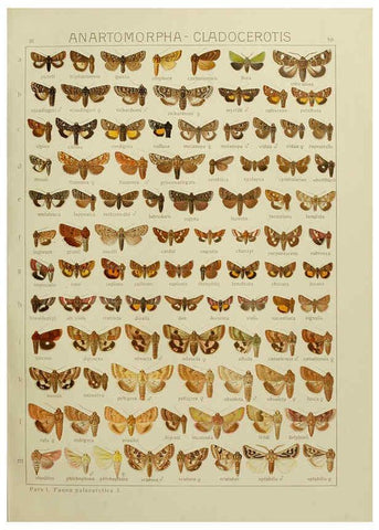 Reproducción/Reproduction 6119686875: The Macrolepidoptera of the world. v.3. plates Stuttgart,Seitz'schen (Kernen),1906-1933
