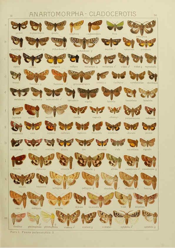 Reproducción/Reproduction 6119686875: The Macrolepidoptera of the world. v.3. plates Stuttgart,Seitz'schen (Kernen),1906-1933