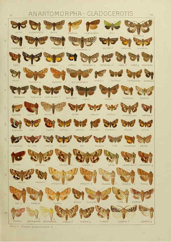Reproducción/Reproduction 6119686875: The Macrolepidoptera of the world. v.3. plates Stuttgart,Seitz'schen (Kernen),1906-1933