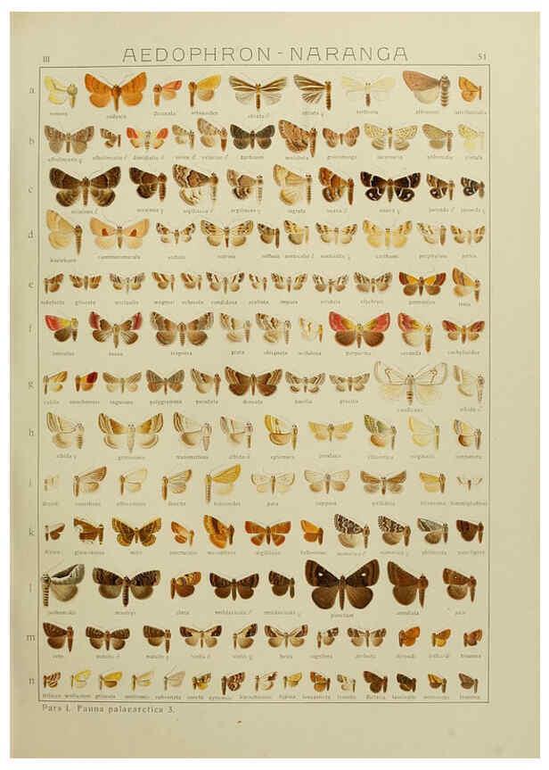 Reproducción/Reproduction 6119687079: The Macrolepidoptera of the world. v.3. plates Stuttgart,Seitz'schen (Kernen),1906-1933