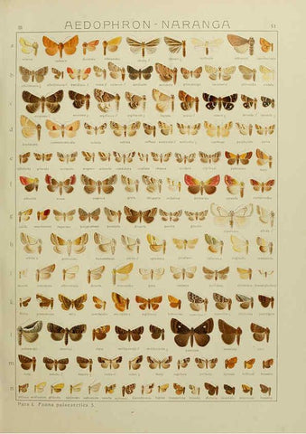 Reproducción/Reproduction 6119687079: The Macrolepidoptera of the world. v.3. plates Stuttgart,Seitz'schen (Kernen),1906-1933