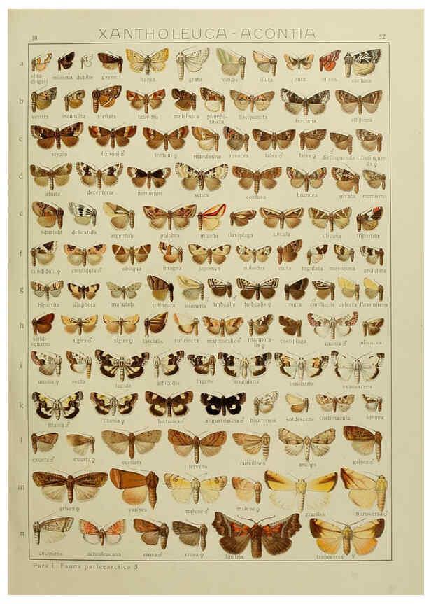 Reproducción/Reproduction 6120230802: The Macrolepidoptera of the world. v.3. plates Stuttgart,Seitz'schen (Kernen),1906-1933