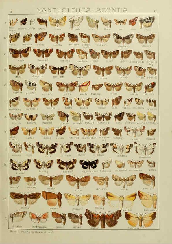 Reproducción/Reproduction 6120230802: The Macrolepidoptera of the world. v.3. plates Stuttgart,Seitz'schen (Kernen),1906-1933