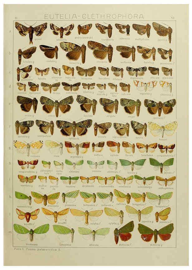 Reproducción/Reproduction 6119687501: The Macrolepidoptera of the world. v.3. plates Stuttgart,Seitz'schen (Kernen),1906-1933