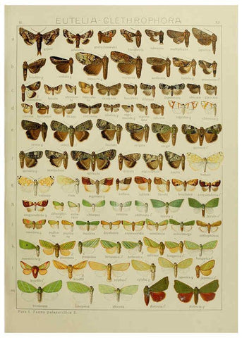 Reproducción/Reproduction 6119687501: The Macrolepidoptera of the world. v.3. plates Stuttgart,Seitz'schen (Kernen),1906-1933