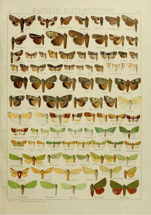 Reproducción/Reproduction 6119687501: The Macrolepidoptera of the world. v.3. plates Stuttgart,Seitz'schen (Kernen),1906-1933