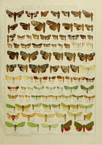 Reproducción/Reproduction 6119687501: The Macrolepidoptera of the world. v.3. plates Stuttgart,Seitz'schen (Kernen),1906-1933