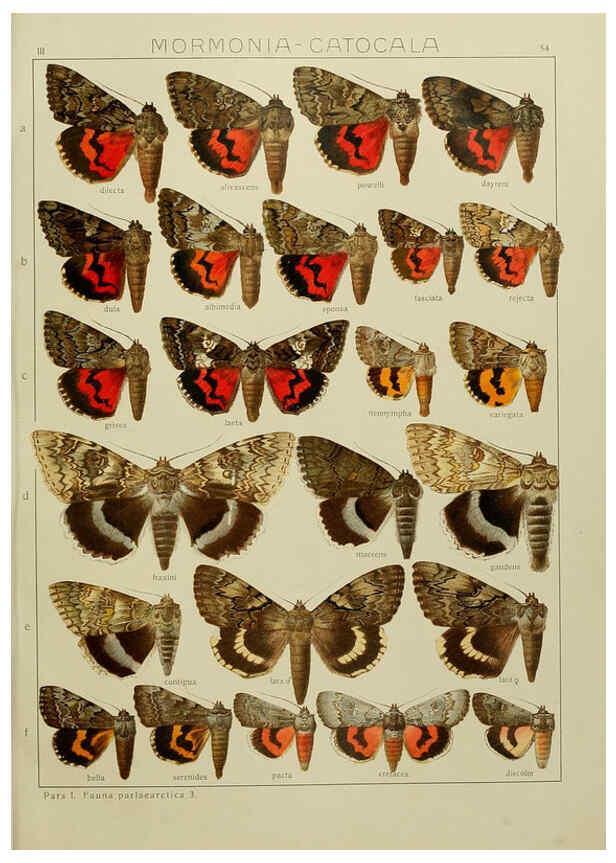 Reproducción/Reproduction 6120231236: The Macrolepidoptera of the world. v.3. plates Stuttgart,Seitz'schen (Kernen),1906-1933
