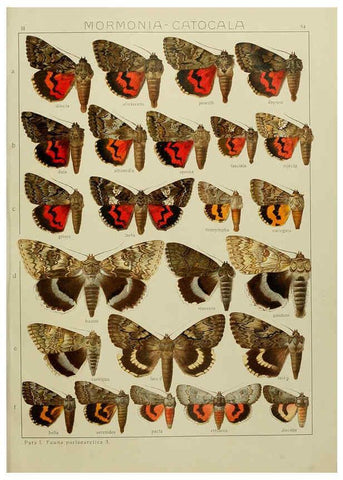 Reproducción/Reproduction 6120231236: The Macrolepidoptera of the world. v.3. plates Stuttgart,Seitz'schen (Kernen),1906-1933
