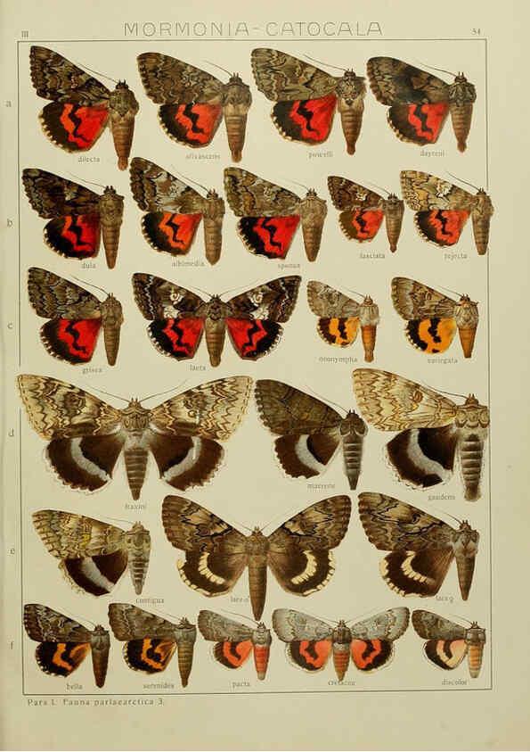 Reproducción/Reproduction 6120231236: The Macrolepidoptera of the world. v.3. plates Stuttgart,Seitz'schen (Kernen),1906-1933